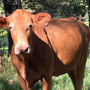 Meet your Posher, Mason